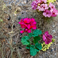 Hot Pink Orange Center Geranium Cutting – Pelargonium Zonal | 1 Live 6 Inch Cutting | Magenta Blooms | Patio & Container Plant | Easy to Root