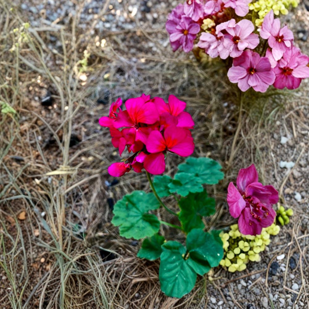 Hot Pink Orange Center Geranium Cutting – Pelargonium Zonal | 1 Live 6 Inch Cutting | Magenta Blooms | Patio & Container Plant | Easy to Root