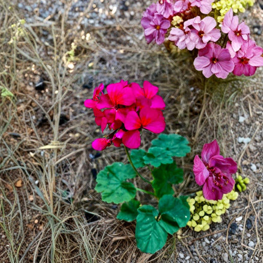 Hot Pink Orange Center Geranium Cutting – Pelargonium Zonal | 1 Live 6 Inch Cutting | Magenta Blooms | Patio & Container Plant | Easy to Root