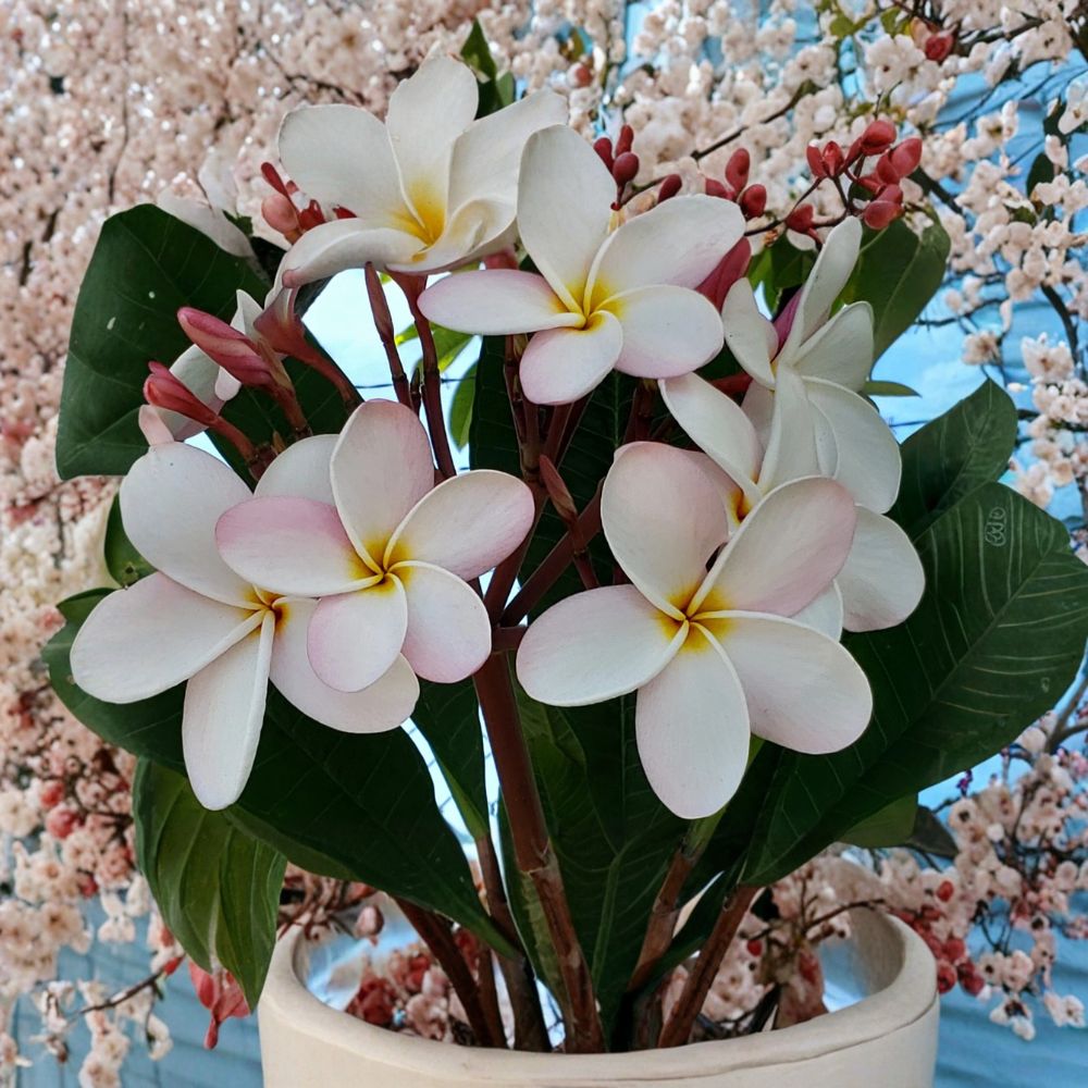 Slaughter Pink Plumeria Cutting – 1 Live Cutting | 8–14 Inches Long | Rare Frangipani | Tropical Flowering Tree | Free Shipping