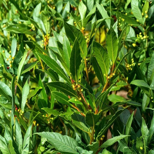 Bay Leaf Tree – Laurus nobilis Live Plant | 6–9 Inch Tall | Sweet Bay Laurel Herb | Culinary Bay Leaves | Edible Garden Plant | Ready to Grow