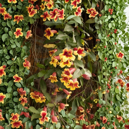 Golden Crossvine Live Bare Root Plant | Bignonia capreolata | 1+ Foot Hardy Native Climbing Vine | Hummingbird Friendly | Easy to Grow