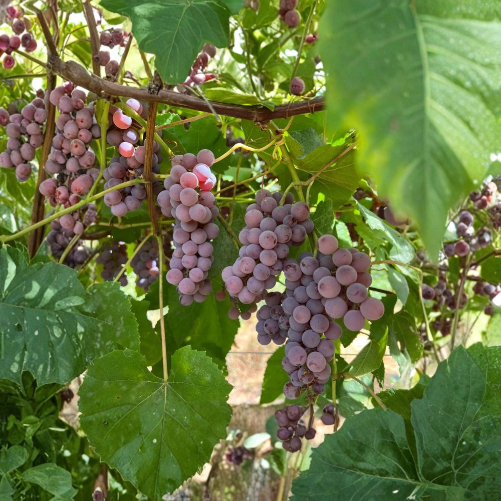 5 Delaware Grape Cuttings – Vitis labrusca Live Propagation Cuttings | Sweet Red Table & Wine Grape | デラウエア 玫瑰露葡萄插条 | US Seller