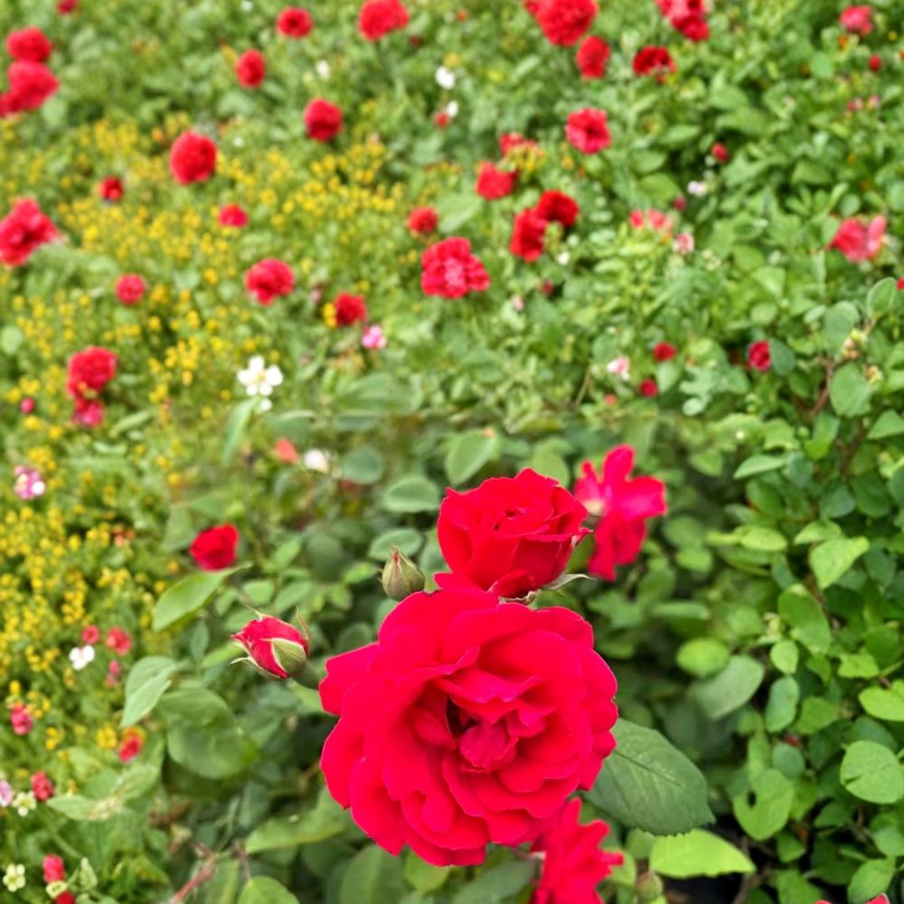 Blaze Climbing Rose – Rosa Live Climbing Rose | Includes Nursery Pot Brilliant Red Blooms | Fast Growing Hardy Climber | Trellis & Arbor Favorite