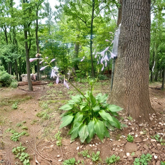 Hosta ‘Elegans’ Live Plants – Hosta sieboldiana | 10 Bare Root Plants | Shade-Loving Perennial | Broad Green Foliage | Garden Starter Plants