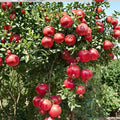Cold Hardy Soft Seed Pomegranate Tree – Punica granatum Live Plant | Includes Nursery Pot Sweet Red Fruit Tree | Ornamental Flowering Pomegranate | 红如意石榴