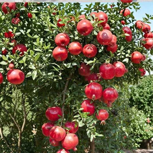 Cold Hardy Soft Seed Pomegranate Tree – Punica granatum Live Plant | Includes Nursery Pot Sweet Red Fruit Tree | Ornamental Flowering Pomegranate | 红如意石榴