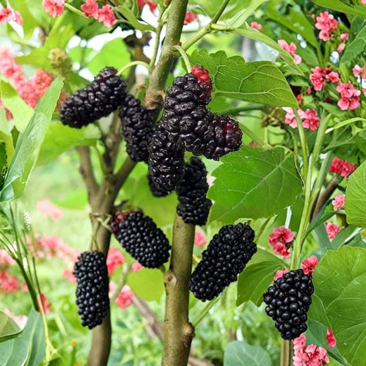 Illinois Everbearing Mulberry Live Starter Plant – Set of 2 | 4–8 Inch Tall | No Pot | Morus Fruit Tree | Hardy Orchard & Garden Plant