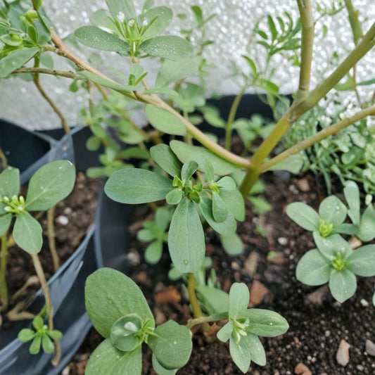 Edible Purslane – Portulaca oleracea Live Plant Cuttings | Fresh Unrooted Cuttings | Living Mulch Groundcover | Food Forest Plant