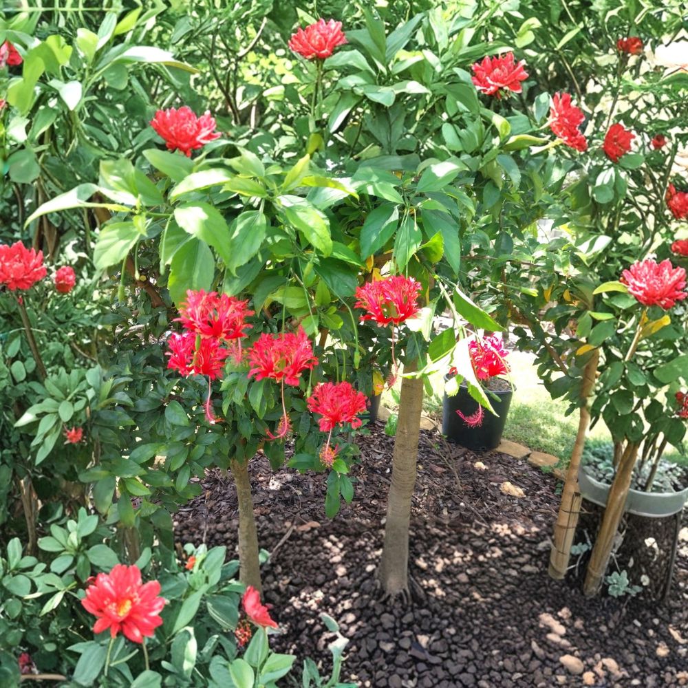 Chinese Lantern Hibiscus – Hibiscus schizopetalus Live Rooted Starter Plant | 3.5-Inch Nursery Pot | Tropical Flowering Shrub | Fast Growing | Easy to Grow
