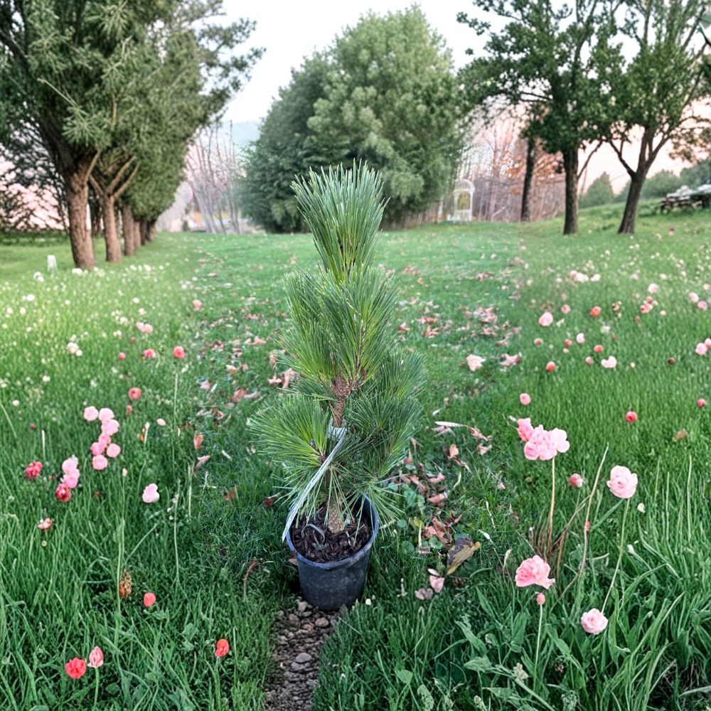 Baker Street Broom Japanese Black Pine – Live Dwarf Evergreen Conifer | 12 Inch Tall Plant | 1 Gallon Pot | Pinus thunbergii Compact Pine