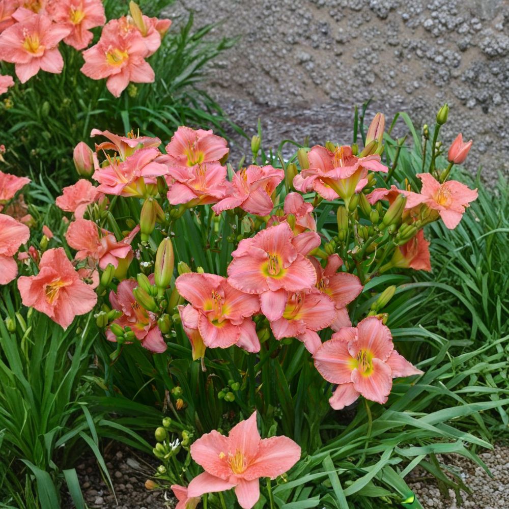 Scottish Fantasy Daylily – 3 Live Bare Root Plants | Coral Pink Hemerocallis | Fragrant Hardy Perennial Flower | Reblooming Daylily