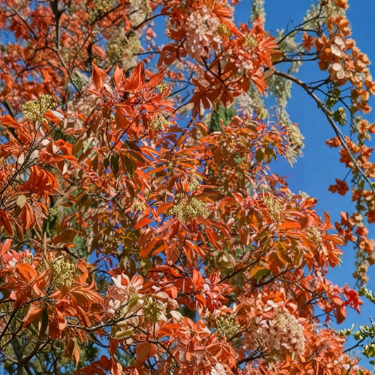 Sourwood Tree – Oxydendrum arboreum Live Plant | 10–14 Inches Tall | Quart Pot Ornamental Tree | Fragrant Summer Blooms | Brilliant Fall Color