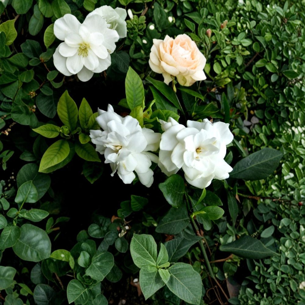 Heirloom Gardenia Plant – Gardenia jasminoides Live Shrub | 1 Ft Starter Bare Root | Fragrant White Cape Jasmine