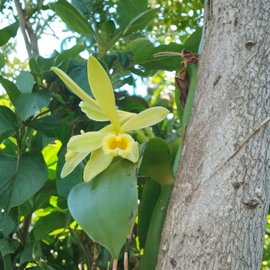 Vanilla Bean Orchid Live Cutting – Vanilla planifolia | 10 Inch Cutting with Aerial Roots | Tropical Vanilla Vine | Rooted Starter Plant