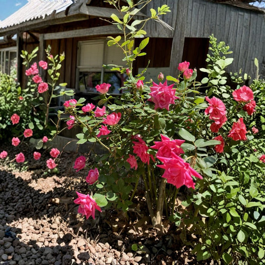 Double Pink Knock Out Rose – Live Rooted Plant | Hardy Flowering Shrub | Perennial Garden Rose | Easy to Grow