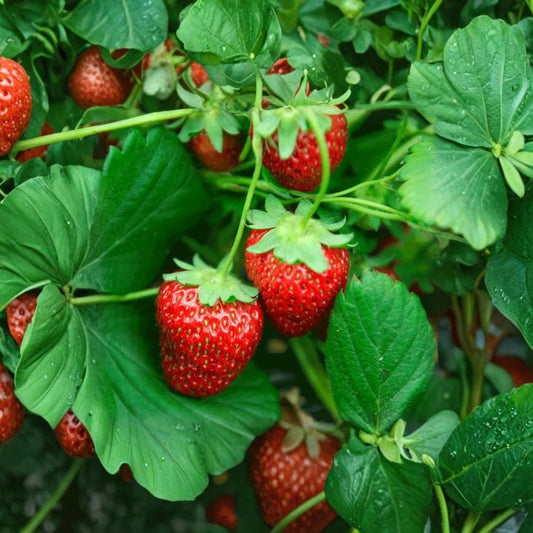 Everbearing Strawberry Plants – 2 Live Fragaria Plants | 3 Inch Pots | Sweet Fruit Berry Plant | Perennial Strawberry | Container & Raised Bed Friendly | Edible Garden