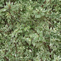 Cornus alba ‘Ivory Halo’ – Variegated Red Twig Dogwood | Red Winter Stems | #2 Container Plant