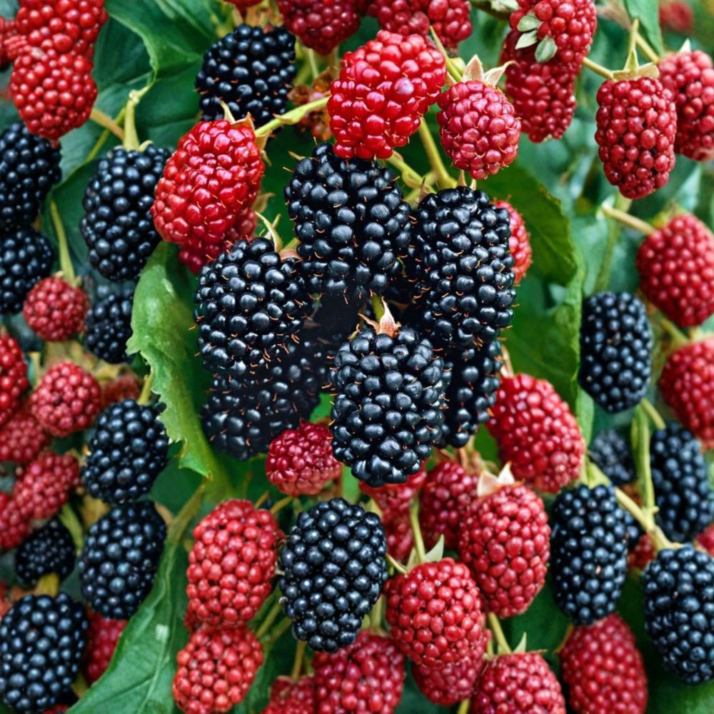 Navaho Thornless Blackberry – Rubus Live Rooted Plants | 4–6 Inches Tall | Set of 2 | No Pot | Sweet Berry Shrub | Easy to Grow