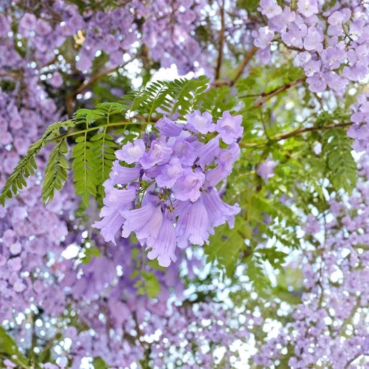 Blue Jacaranda Tree – Jacaranda mimosifolia Live Plant | 3–5 Inches Tall | 3 Inch Pot | Purple-Blue Flowering Tree | Tropical Landscape Plant | Garden Starter