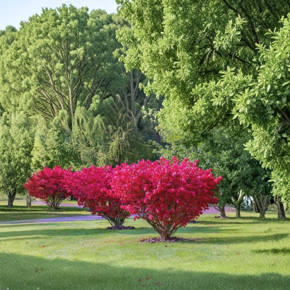 Burning Bush – Bassia scoparia (Syn. Kochia scoparia) Live Shrub | 1 Foot Tall | Bare Root | Ornamental Foliage Plant