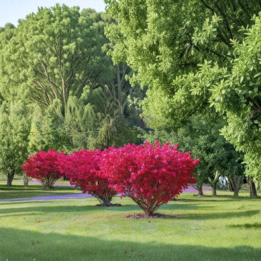 Burning Bush – Bassia scoparia (Syn. Kochia scoparia) Live Shrub | 1 Foot Tall | Bare Root | Ornamental Foliage Plant