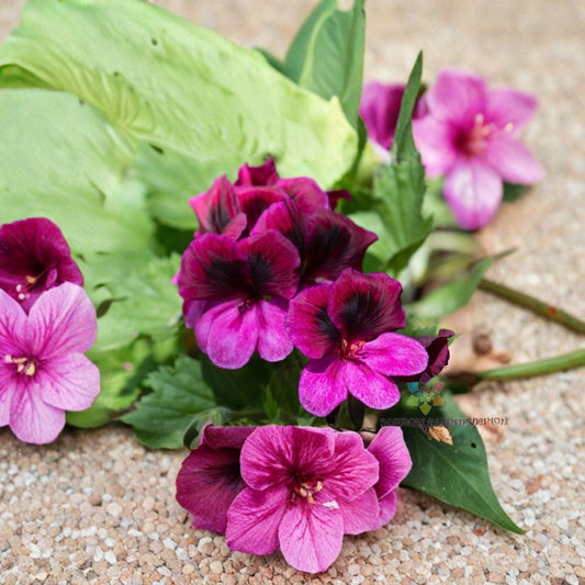 Martha Washington Geranium Seeds – Regal Pelargonium | 25+ Seeds Included | Fancy Flower Blooms | Container & Patio Plant | Easy to Grow