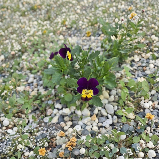 Viola Live Plant – Well Rooted Starter Plant | Flowering Garden Plant | 4–8 Inch Compact Blooms | Patio, Border & Container Friendly