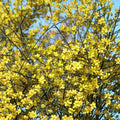 Winter Jasmine – Jasminum nudiflorum Live Plant | Includes Nursery Pot Bonsai Starter | Early Yellow Blooming Vine | 迎春花 黄梅
