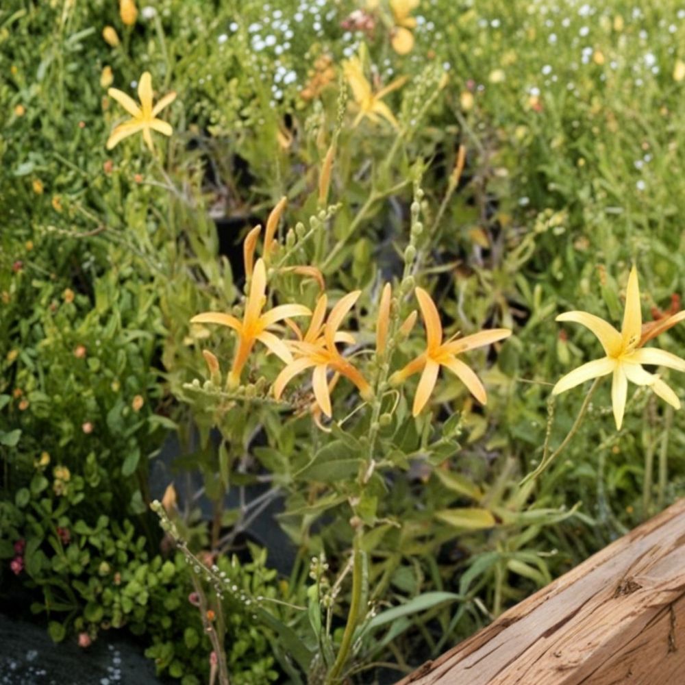 Flame Acanthus 'Benny's Gold' – Anisacanthus quadrifidus var. wrightii Live Plant | 1 Gallon Nursery Pot | Texas Native Shrub | Hummingbird Favorite