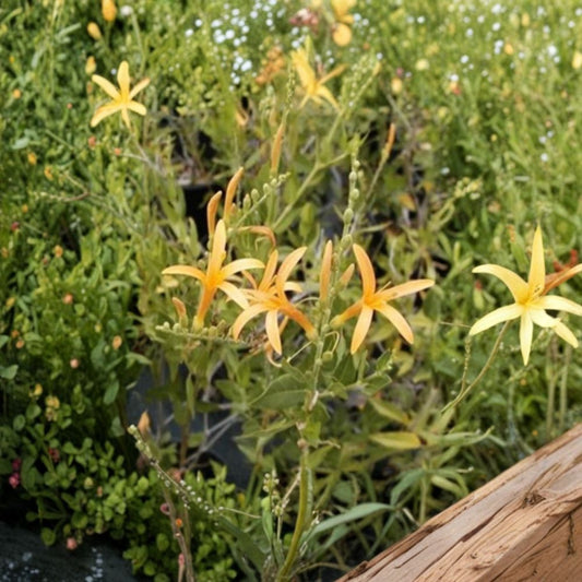 Flame Acanthus 'Benny's Gold' – Anisacanthus quadrifidus var. wrightii Live Plant | 1 Gallon Nursery Pot | Texas Native Shrub | Hummingbird Favorite