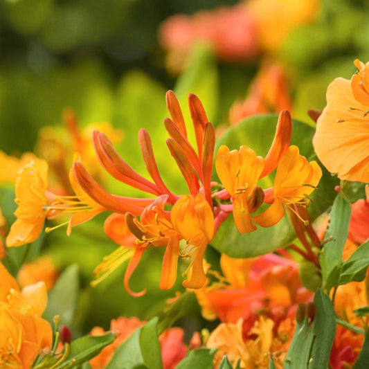 Mandarin Honeysuckle Live Vine Plant | Rooted in Quart Pot | Orange Flowering Climbing Vine | Hummingbird Friendly | Easy to Grow