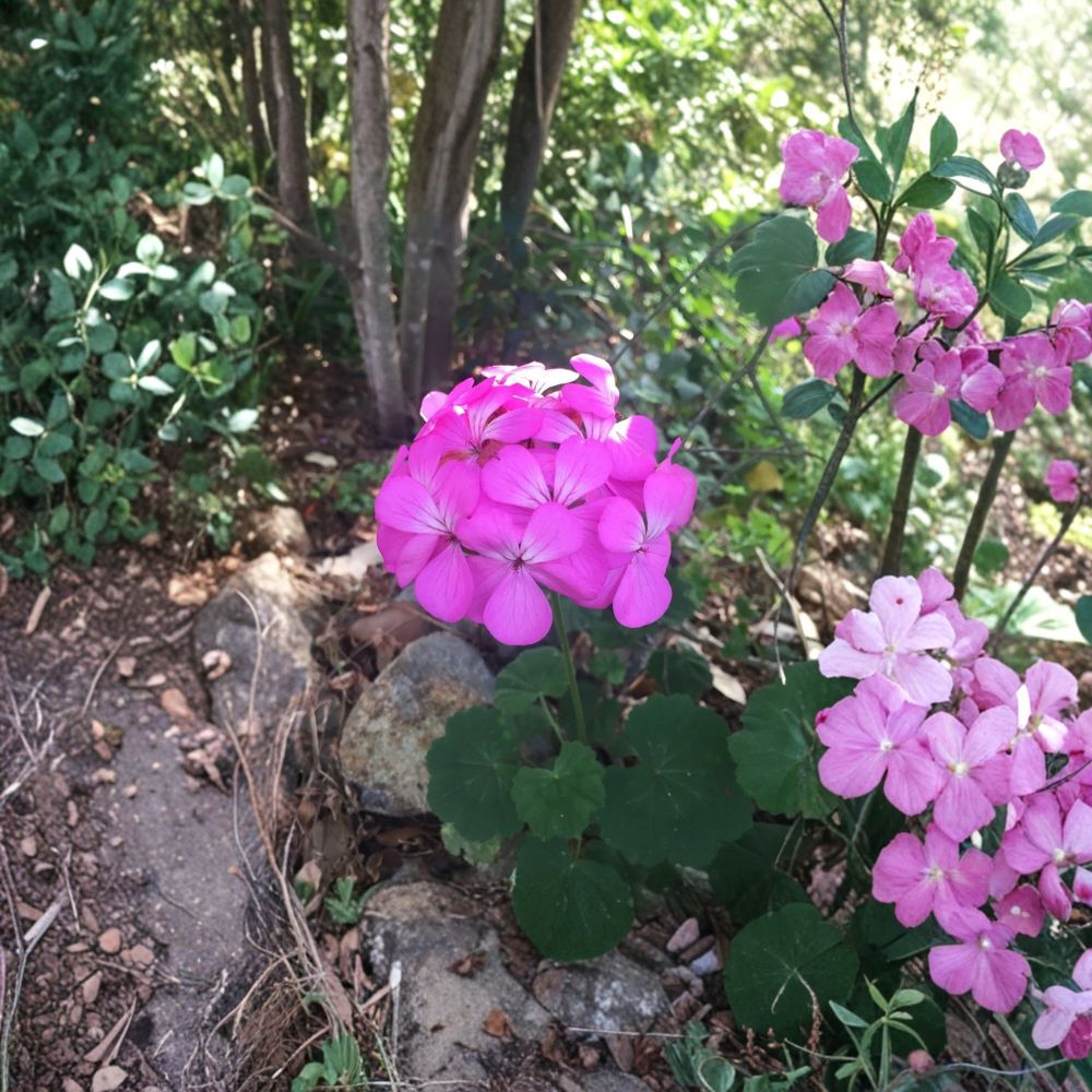 Purple Pink Zonal Geranium Cuttings – Pelargonium Live Plant | 12 Fresh 6 Inch Cuttings | White Center Blooms | Patio & Container Friendly | Easy to Root