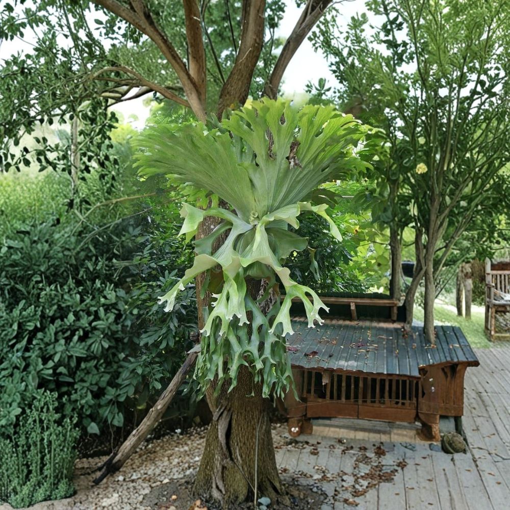 Staghorn Fern – Platycerium bifurcatum Live Plant | 3 Inch Pot | Hanging Houseplant | Tropical Indoor Fern | Easy to Grow