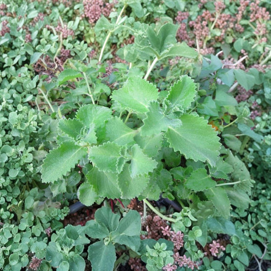 Cuban Oregano – Plectranthus amboinicus Live Plant Cuttings | 6 Unrooted 4+ Inch Cuttings | Edible Herb | Easy to Root