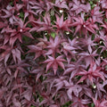 Acer palmatum ‘Whitney Red’ – Upright Red Japanese Maple Live Tree | 30–40 Inches Tall | Cold Hardy Ornamental Maple | #3 Container Size