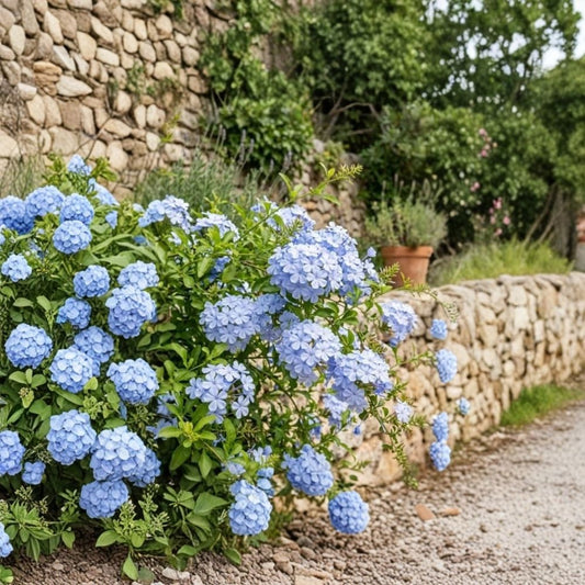 Blue Plumbago Live Plant – 1 Gallon Pot | Fully Rooted Flowering Shrub | Plumbago auriculata | Sky Blue Blooms | Long-Blooming Garden Plant