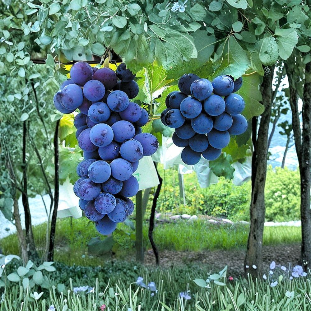 Japanese Kyoho Grape Plant – Vitis vinifera Live Vine | Includes Nursery Pot Giant Sweet Grape Variety | Premium Table Grape | 巨峰葡萄苗 교호포도