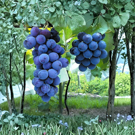 Japanese Kyoho Grape Plant – Vitis vinifera Live Vine | Includes Nursery Pot Giant Sweet Grape Variety | Premium Table Grape | 巨峰葡萄苗 교호포도
