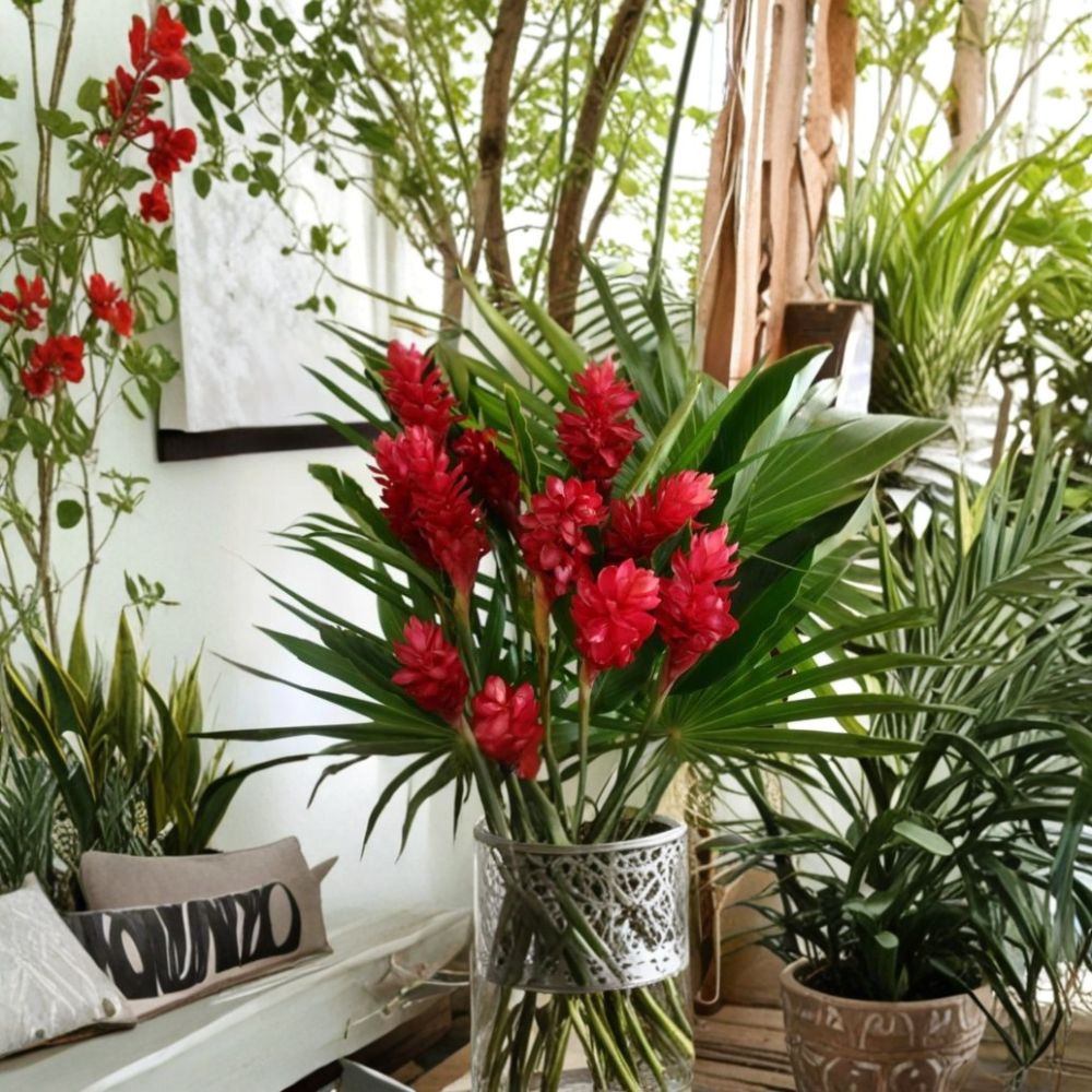 Hawaiian Red Ginger – Alpinia purpurata Live Starter Plant | 6–10 Inches Tall | Rooted in 2.5-Inch Pot | Fragrant Tropical Plant | Indoor & Outdoor