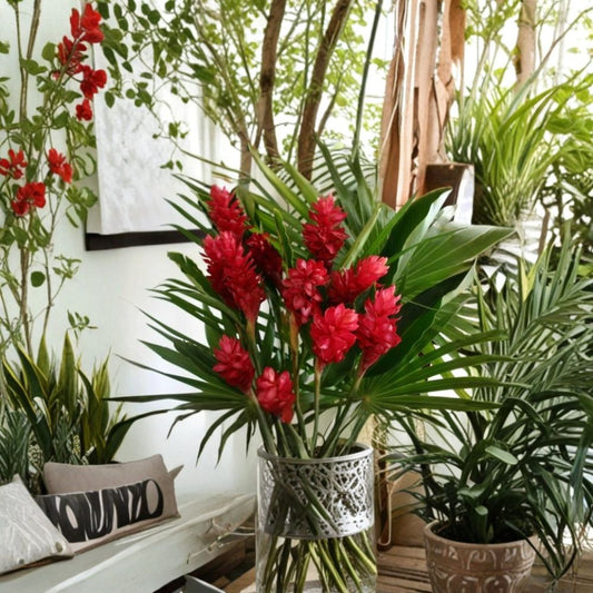 Hawaiian Red Ginger – Alpinia purpurata Live Starter Plant | 6–10 Inches Tall | Rooted in 2.5-Inch Pot | Fragrant Tropical Plant | Indoor & Outdoor