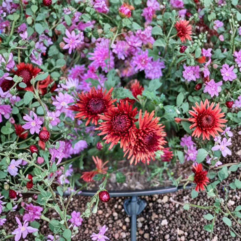 2-Pack Autumn Ruby Chrysanthemum Plants – Chrysanthemum Live Perennial Flowers | Includes Nursery Pots Large Deep Red Blooms | Cold Hardy Garden Mums | 墨菊 赤黒いキク