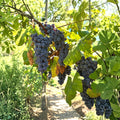 Steuben Table Grape Plant – Japanese Tsuruta Steuben Grape Vine | Cold Hardy Fruit Vine