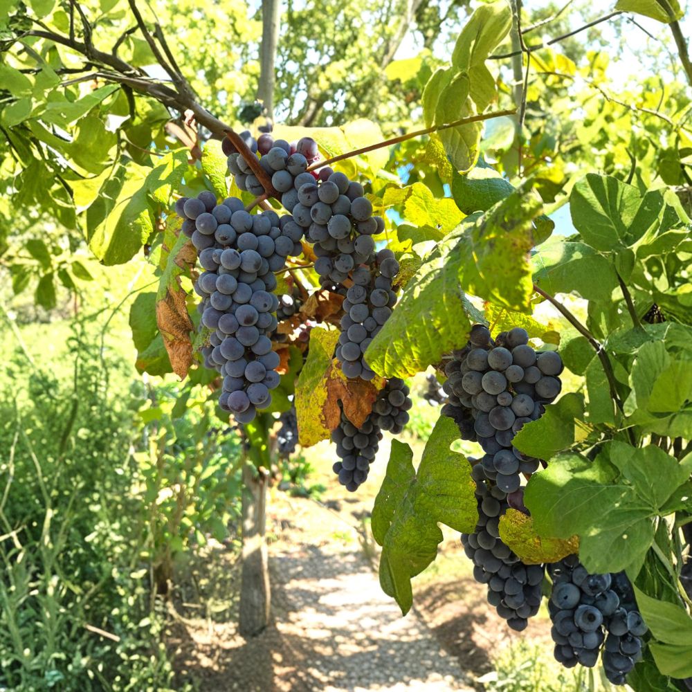 Steuben Table Grape Plant – Japanese Tsuruta Steuben Grape Vine | Cold Hardy Fruit Vine
