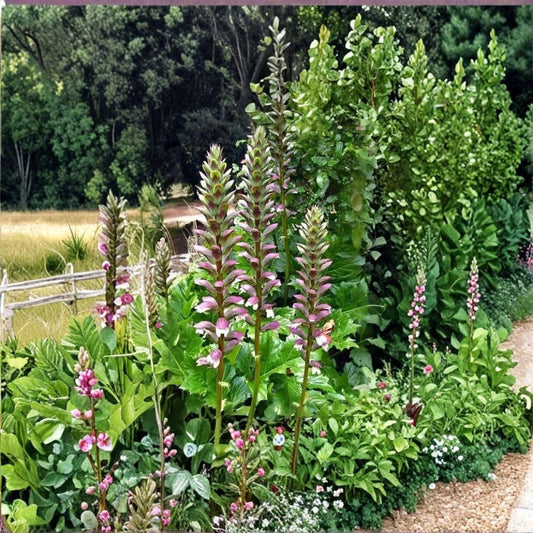 Acanthus Mollis Bear's Breeches Live Plant | Rooted Starter Plant | Purple & White Flowering Perennial | Shade Garden Friendly | Easy to Grow