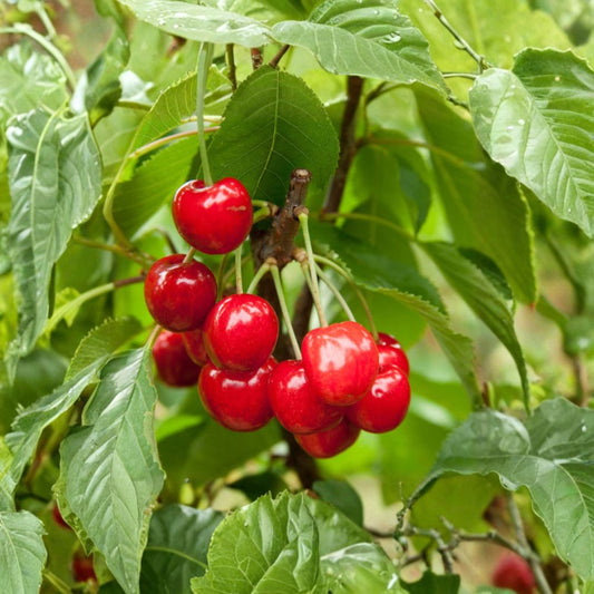 Red Bush Cherry Plant – Live Rooted Tart Cherry Shrub | JOY JOEL or JAN Variety | Zones 3–8