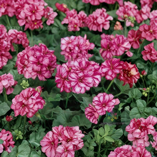 Precision Burgundy Ice Ivy Geranium Seeds – Pelargonium peltatum | 25+ Seeds Included | Trailing Burgundy & White Blooms | Hanging Basket Flowers | Easy to Grow