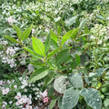 Southern Gentleman Winterberry Holly – Live Male Pollinator Shrub | 4 Inch Pot Plant | Ilex verticillata Pollinator For Female Winterberries