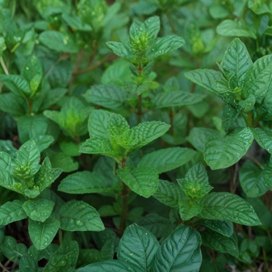 Mint ‘Berries & Cream’ – 3 Live Starter Plants | 3–6 Inches Tall | Variegated Mint Herb | Fast Growing Aromatic Herb | Edible Culinary Plant | Ships Without Pot