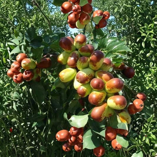 Sherwood Jujube – Chinese Red Date Fresh Cuttings | Set of 10+ | Unrooted Grafting Wood | Fruit Tree Propagation
